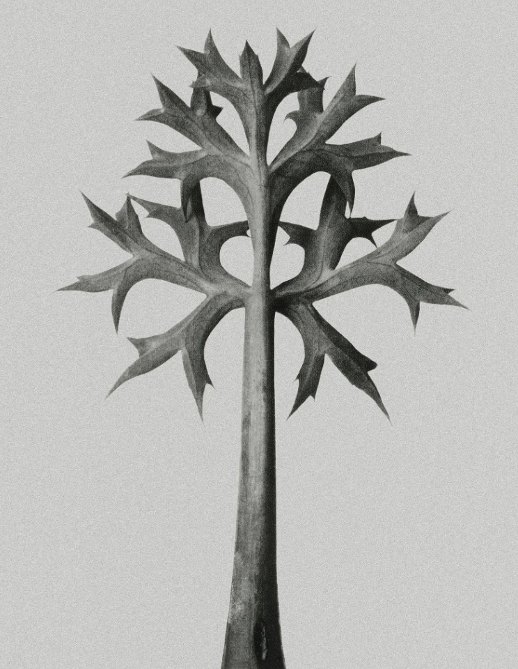 Karl Blossfeldt Flower Print