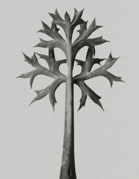 Karl Blossfeldt Flower Print