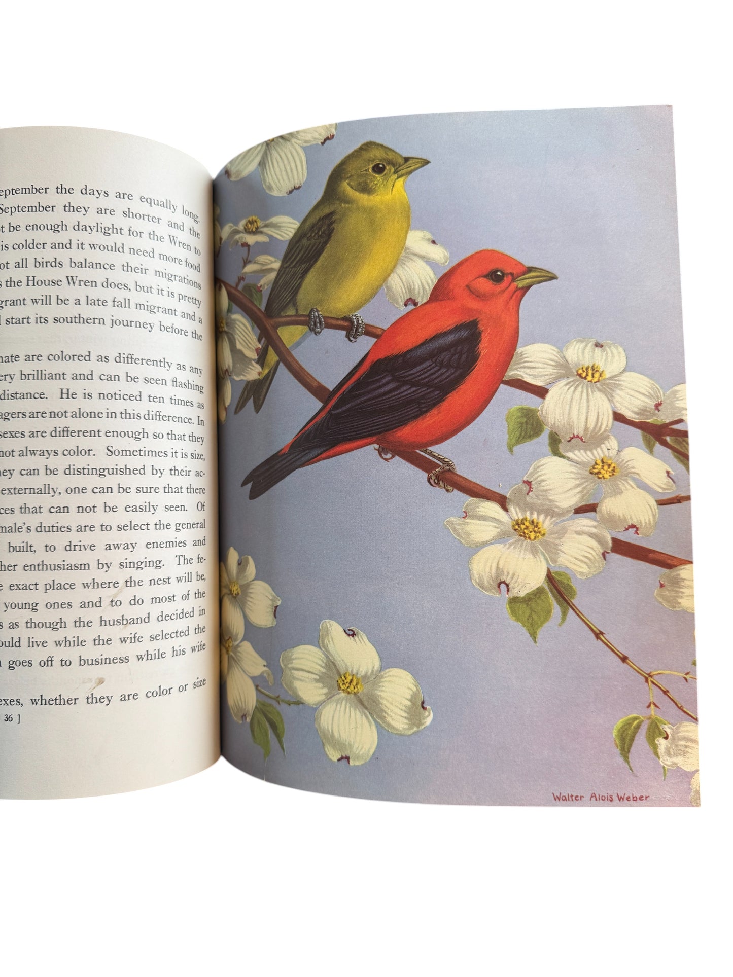 Vintage Book Traveling With The Birds: A Book on Migration